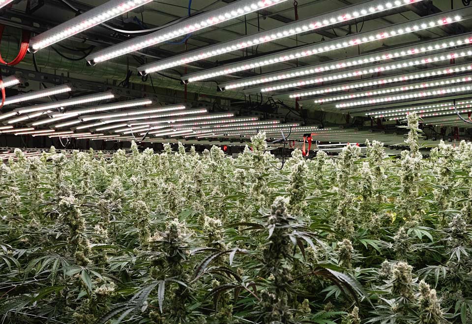 818BRANDS_2023_CULTIVATIONPHOTO-45